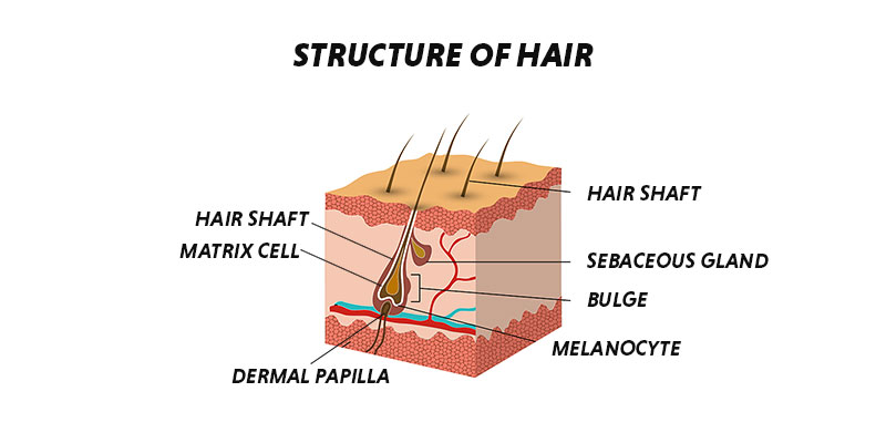 Structure And Cycles Of Hair Growth On A Human Vector Image