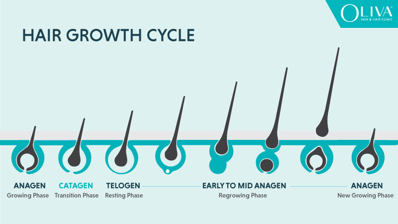 How Does Hair Grow The Hair Growth Cycle Explained  hims